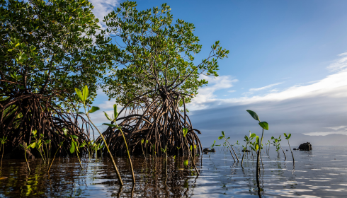 sundarban west Bengal tourism